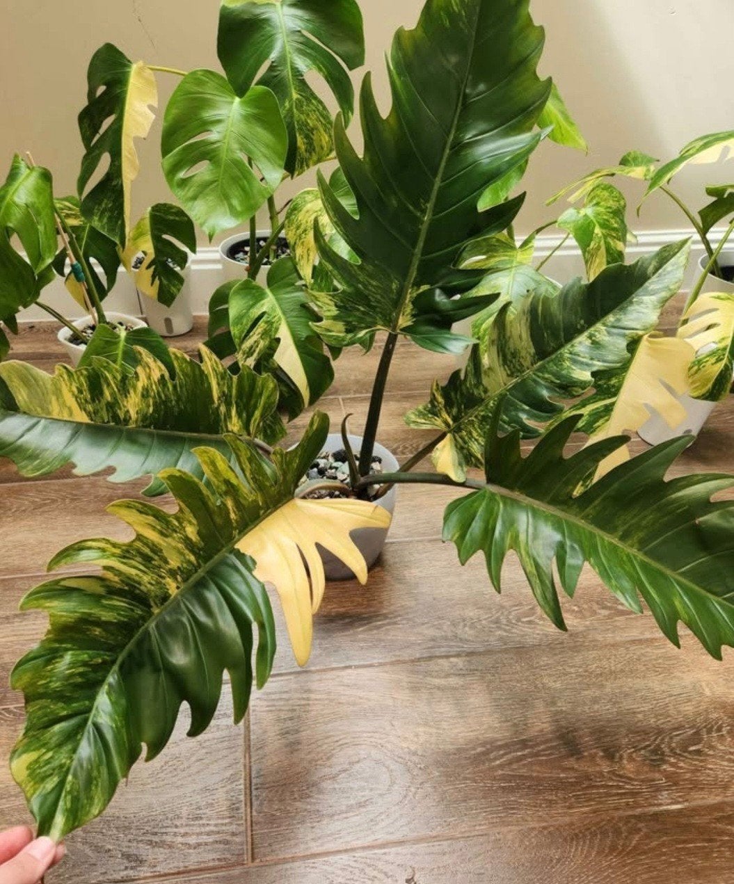 XL Philodendron Caramel Marble, Huis en Inrichting, 100 tot 150 cm, Overige soorten, Groene kamerplant, Halfschaduw