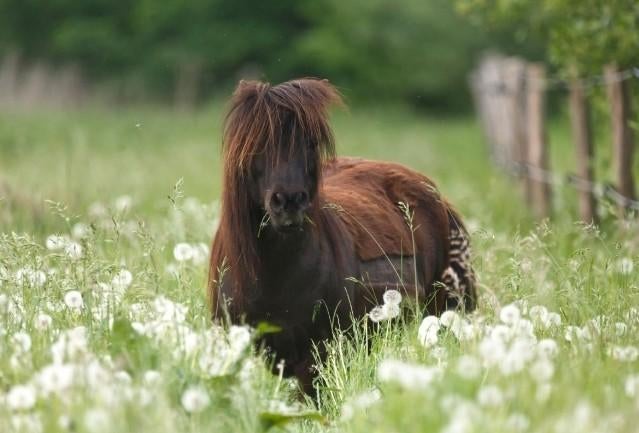 Weide te huur/ weidemaatje gezocht, Dieren en Toebehoren