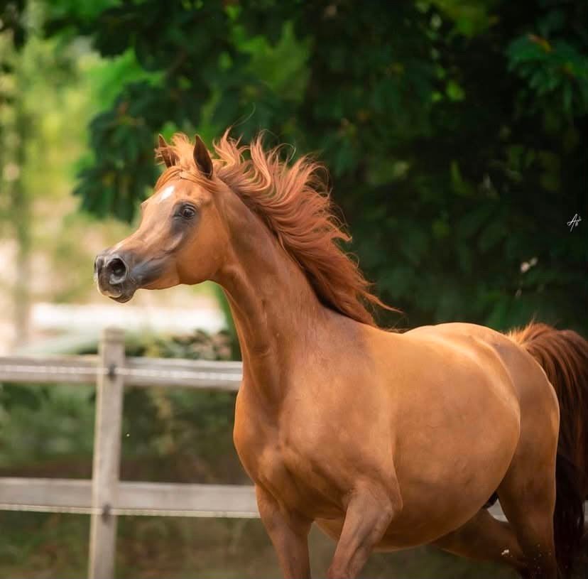Arabische merrie, Animaux & Accessoires, Poneys, Jument