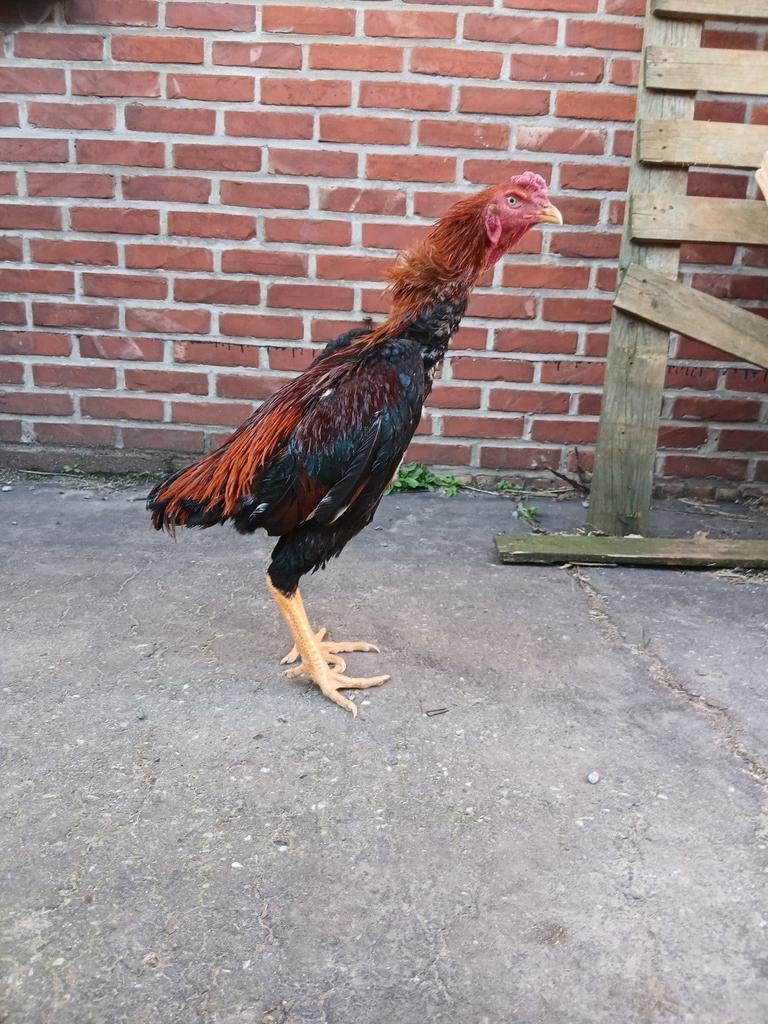 Carte de septembre, Mâle, Poule ou poulet