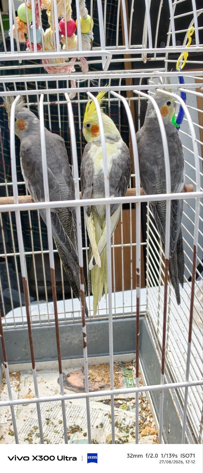 Jonge Valkparkieten, Dieren en Toebehoren, Vogels | Parkieten en Papegaaien