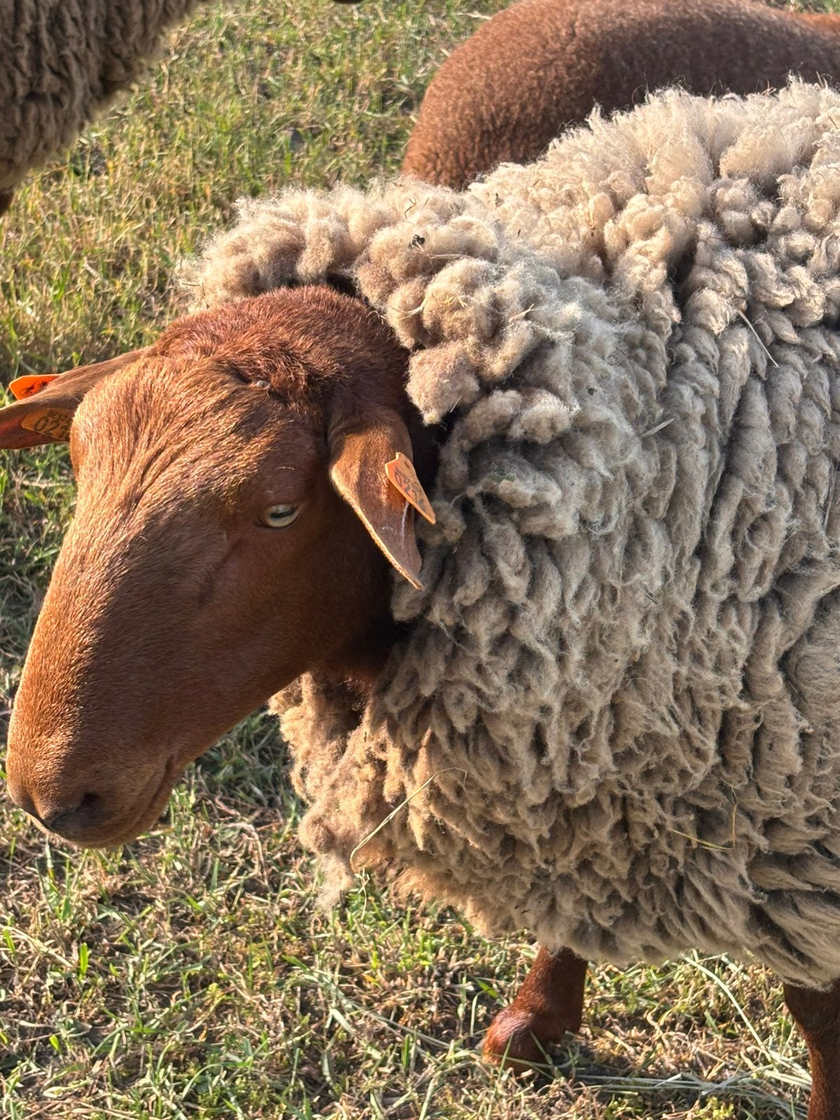 Ram Ardense Voskop, Animaux & Accessoires, Moutons, Chèvres & Cochons