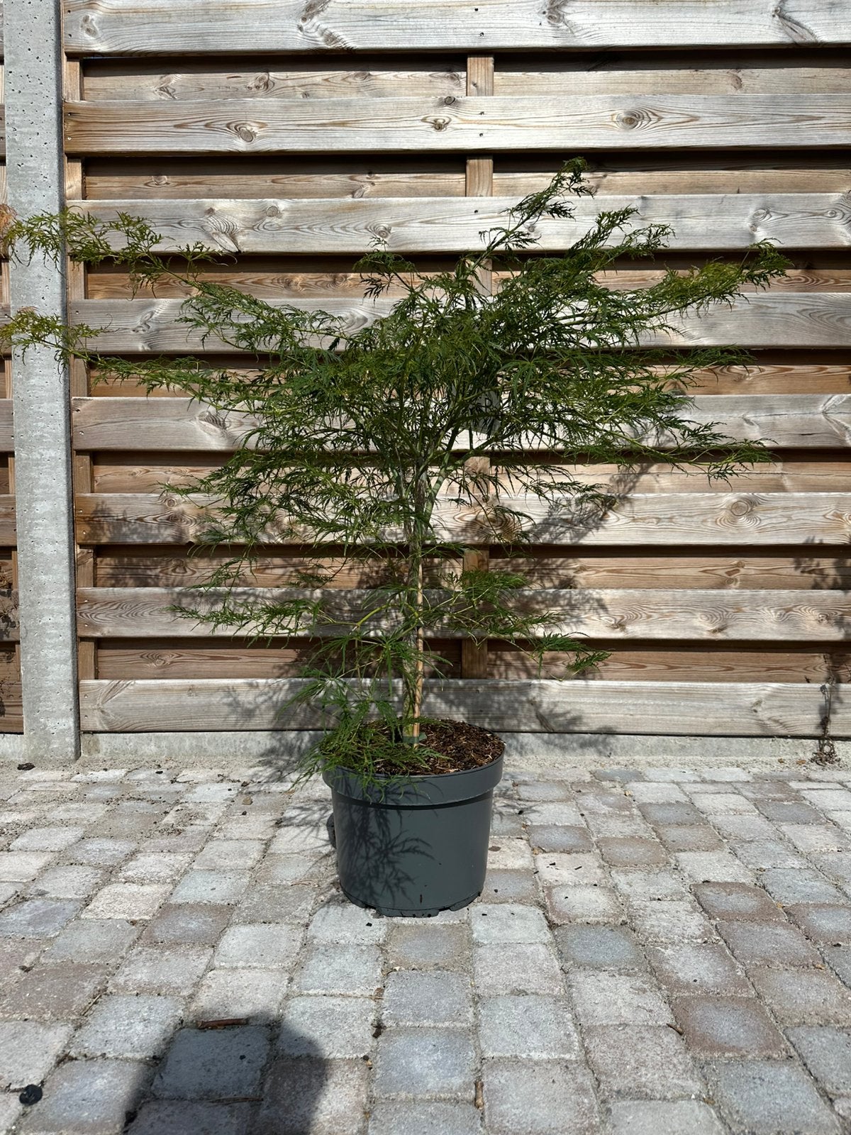 Japanse esdoorn, Tuin en Terras, Ophalen