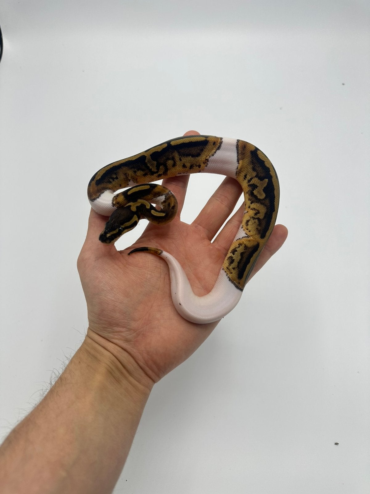 0.1 python regius - piebald het axanthic vpi
