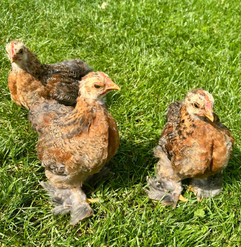 Cochin kriel haantjes 8 weken oud, Dieren en Toebehoren, Pluimvee, Kip