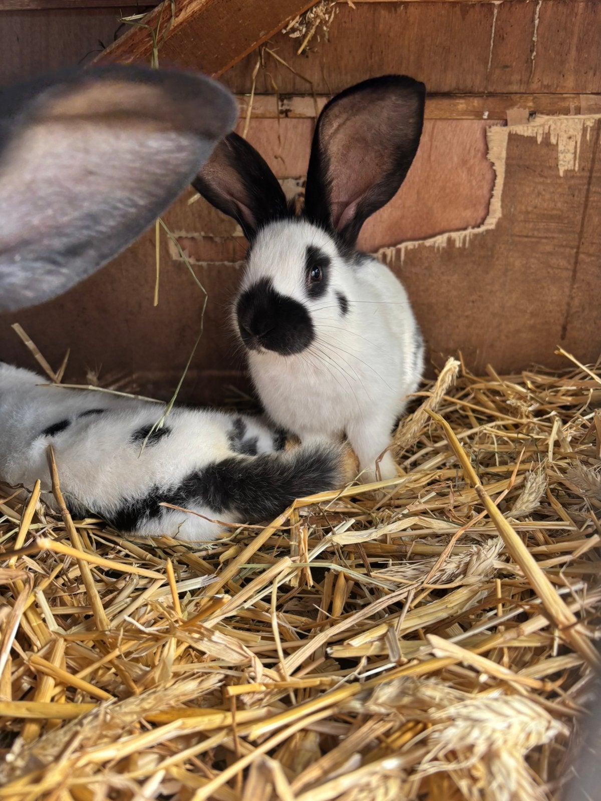 6 reuze vlinder konijnen 20€ stuk of 100€ voor alles, Dieren en Toebehoren