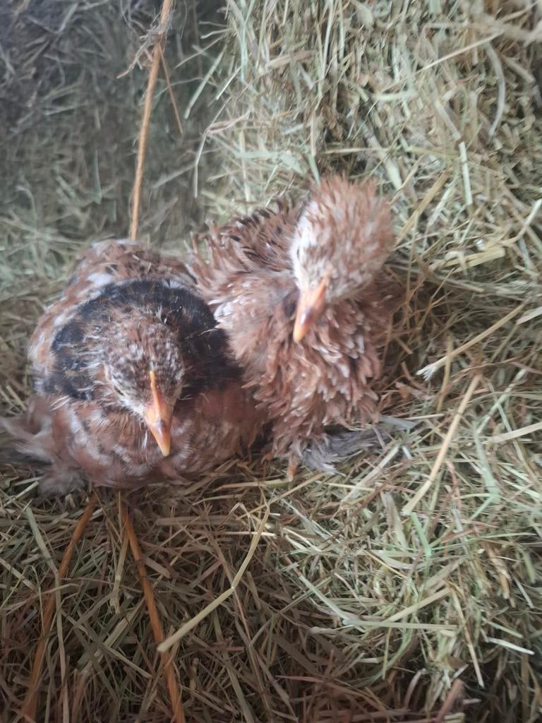 2 cochin kuikens, Sexe inconnu, Poule ou poulet