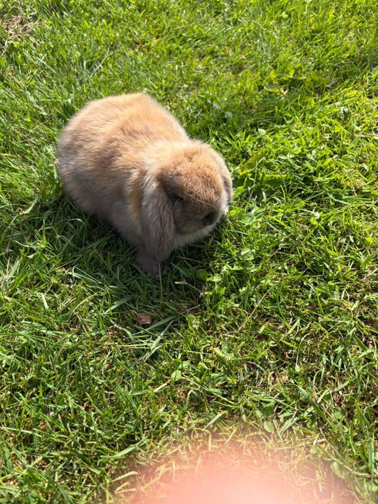 4 tamme jonge hangoor dwergkonijntjes, Dieren en Toebehoren, Konijnen, Meerdere dieren, Dwerg, Hangoor, 0 tot 2 jaar