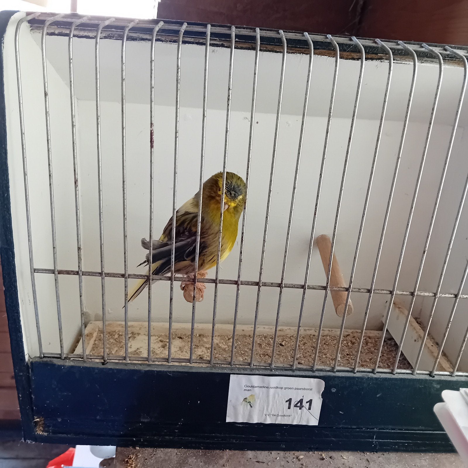 Gratis 1 mannen gloster met kuif, goed lezen!!, Dieren en Toebehoren, Vogels | Kanaries