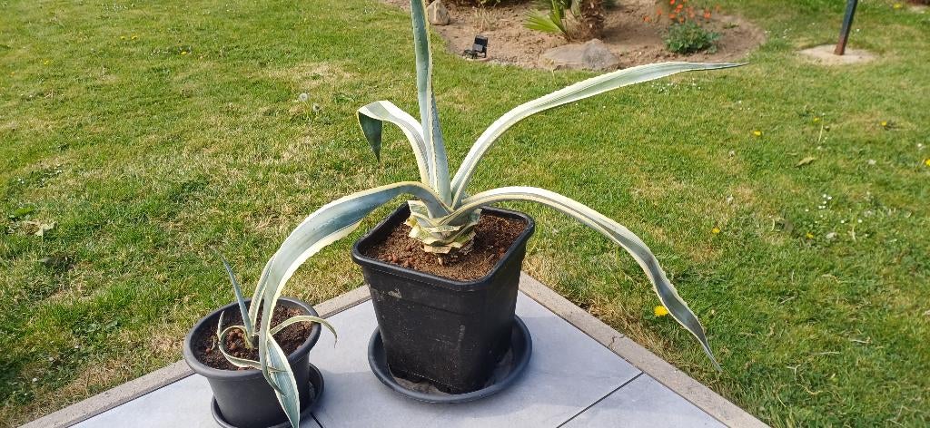 Plante agave americana, Ophalen
