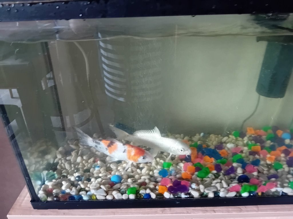 te koop aquarium met vissen en toe behoren, Vis, Zoetwatervis