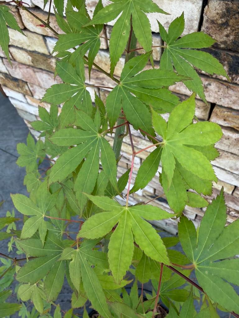 Japanse esdoorn, acer palmatum (groen), Tuin en Terras, Ophalen