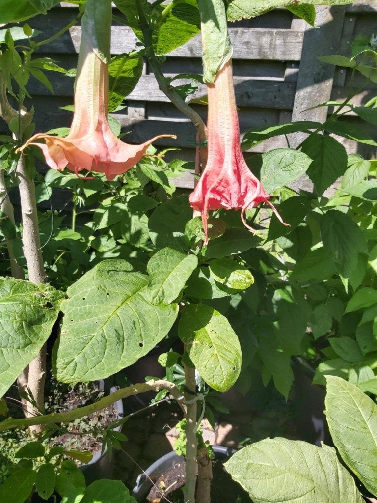 Brugmansia Moederplanten, Enlèvement