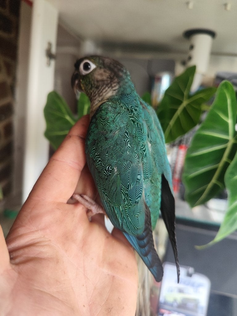 Pyrrhura turquoise eam, Mâle