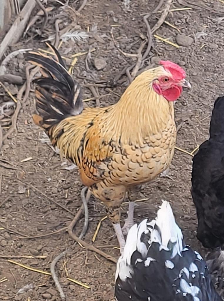 Jeune coq croisé