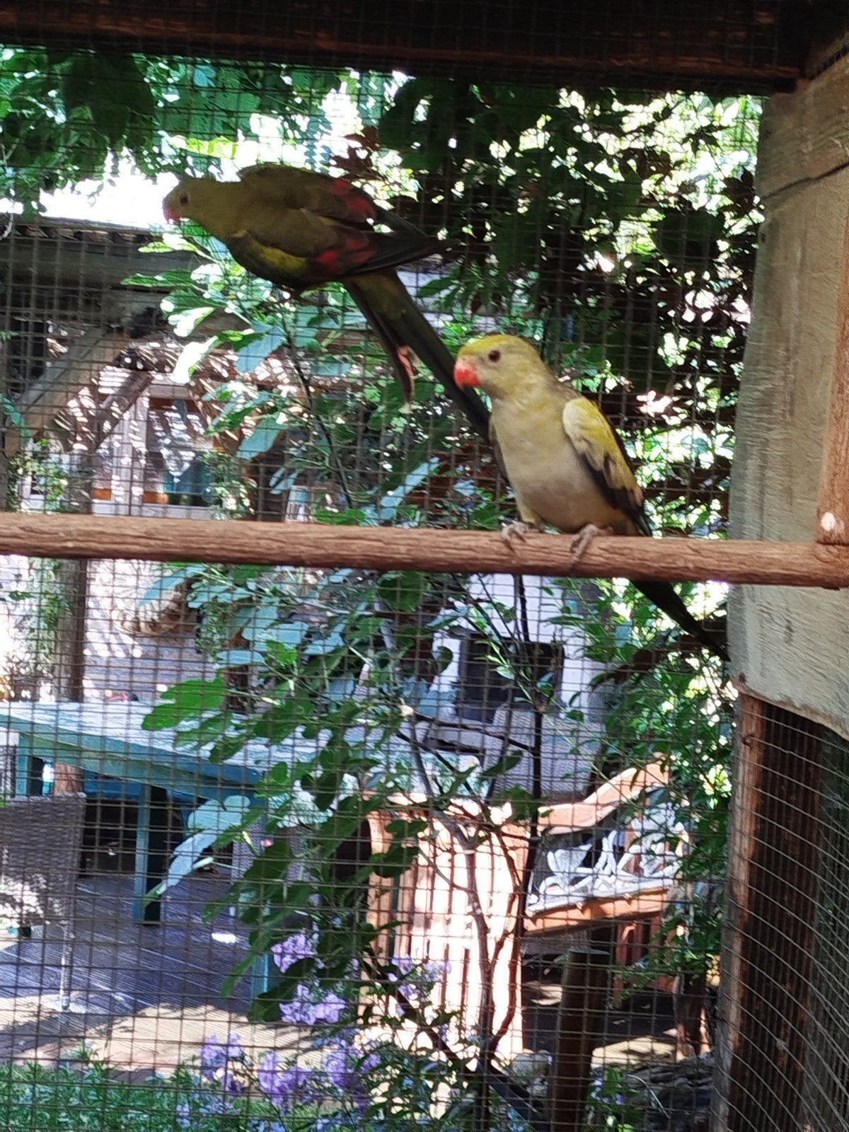 parkieten, Animaux & Accessoires, Oiseaux | Perruches & Perroquets