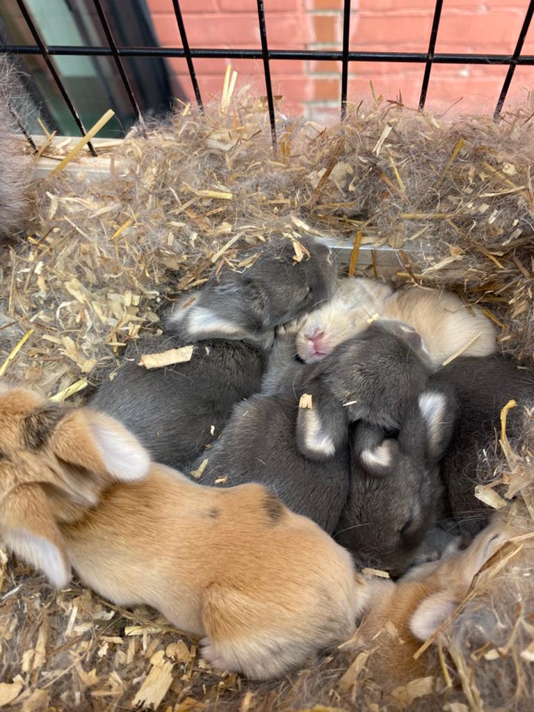 Nestje nederlandse hangoor dwergkonijntjes, Dieren en Toebehoren, Konijnen, Hangoor