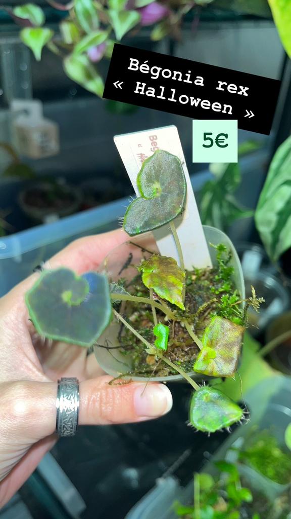Begonia rex « halloween », Overige soorten, In pot, Minder dan 100 cm, Groene kamerplant