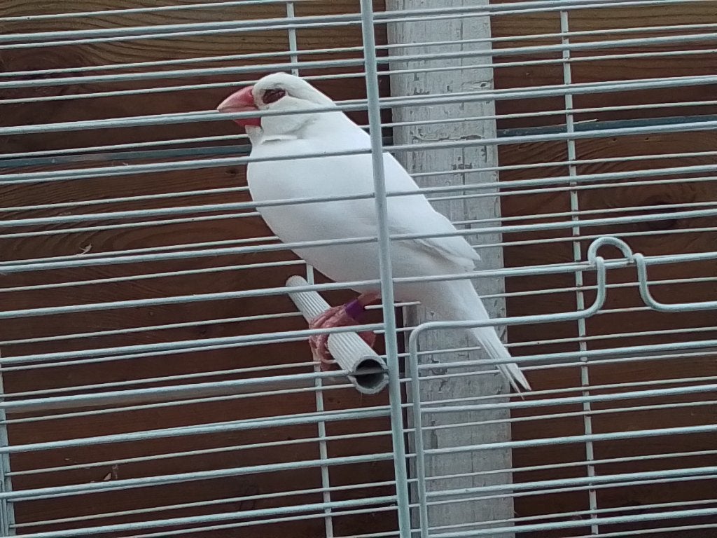Rijstvogel, Mâle, Oiseau tropical