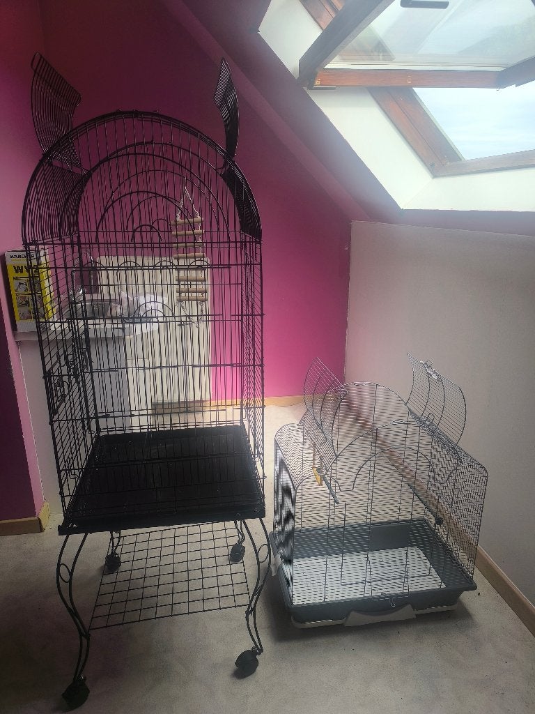 Cage à vendre, Perroquet