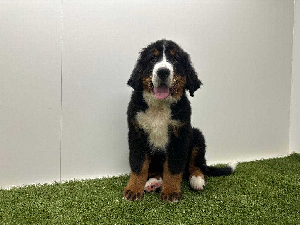 Berner Sennen pups, Parvo, België, 8 tot 15 weken, Meerdere