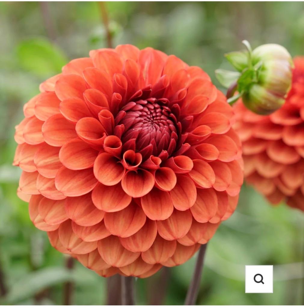 Pompon dahlia’s, Ophalen, Voorjaar, Knol