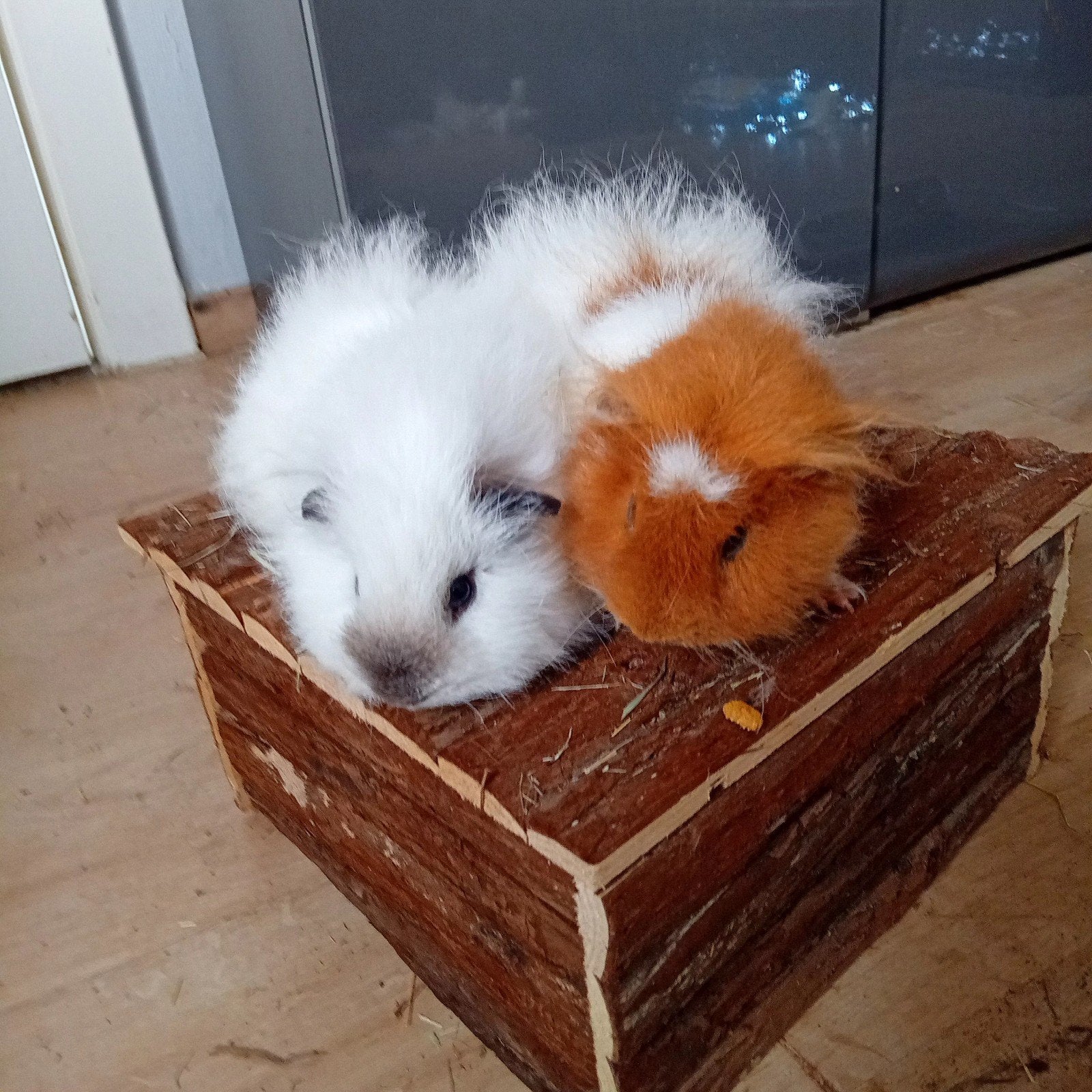 2 ch teddy cavia prijs is voor de 2 te samen, Maart, Mannelijk