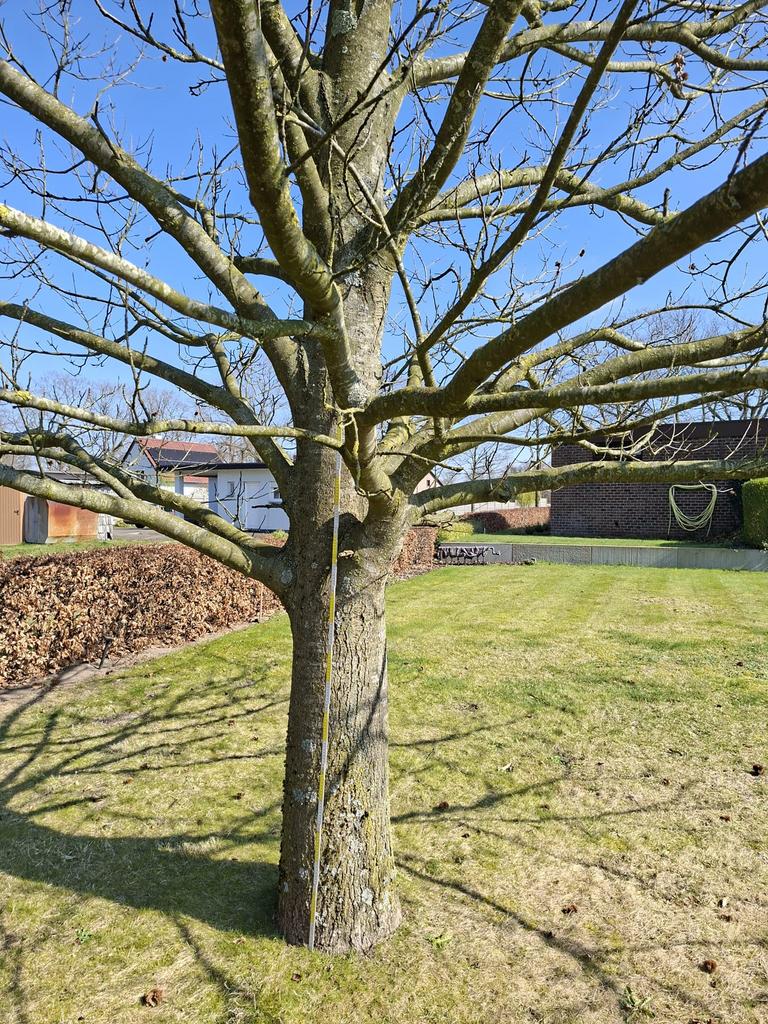 Mooie Castanea Sativa, Arbre à bulbes, Plein soleil, Enlèvement, Printemps