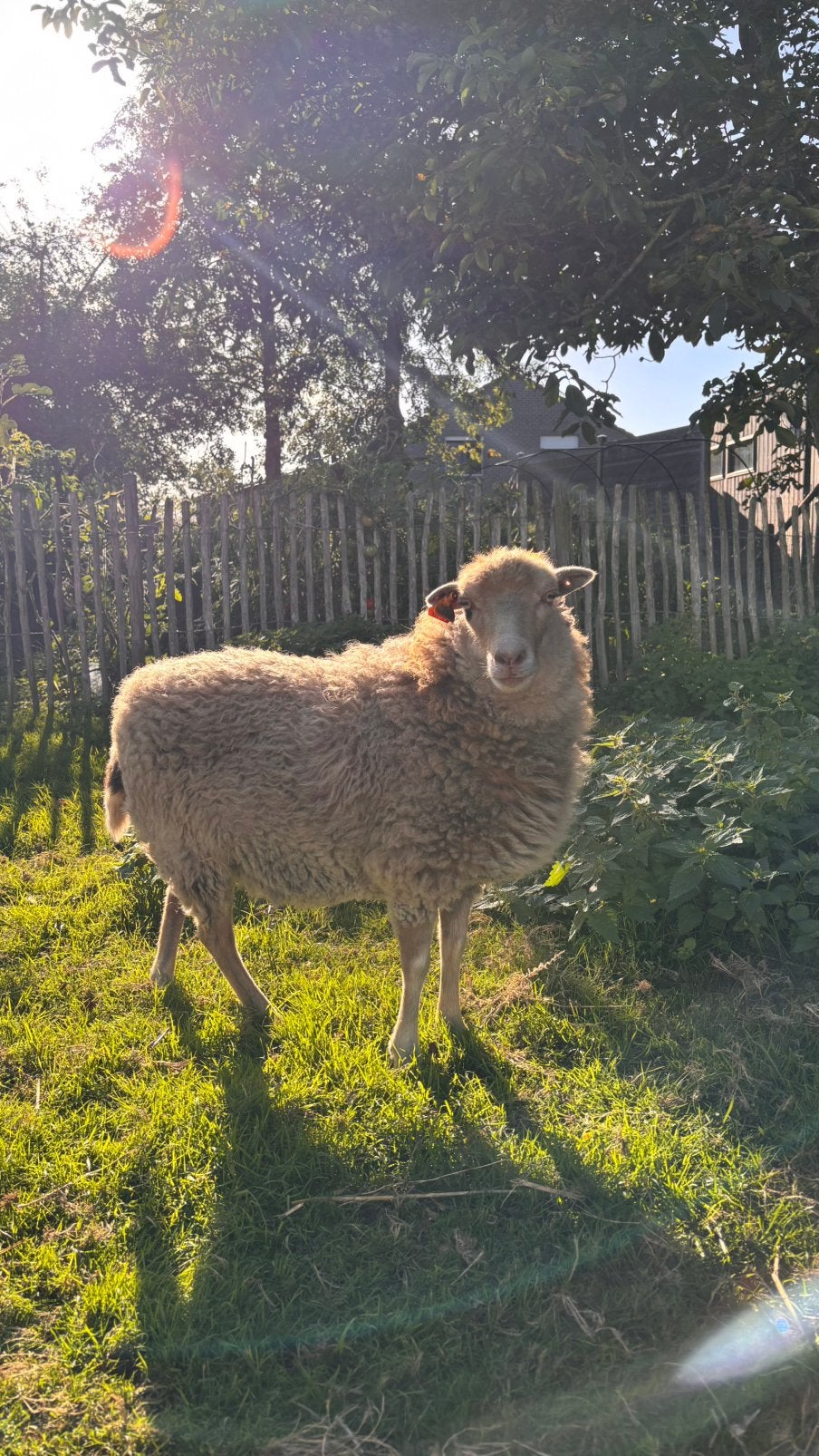 Klein schaap (ooi)  te koop, Mouton