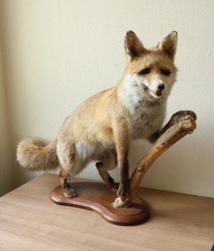 Taxidermie opgezette vos, Verzamelen, Ophalen of Verzenden, Gebruikt, Wild dier, Opgezet dier