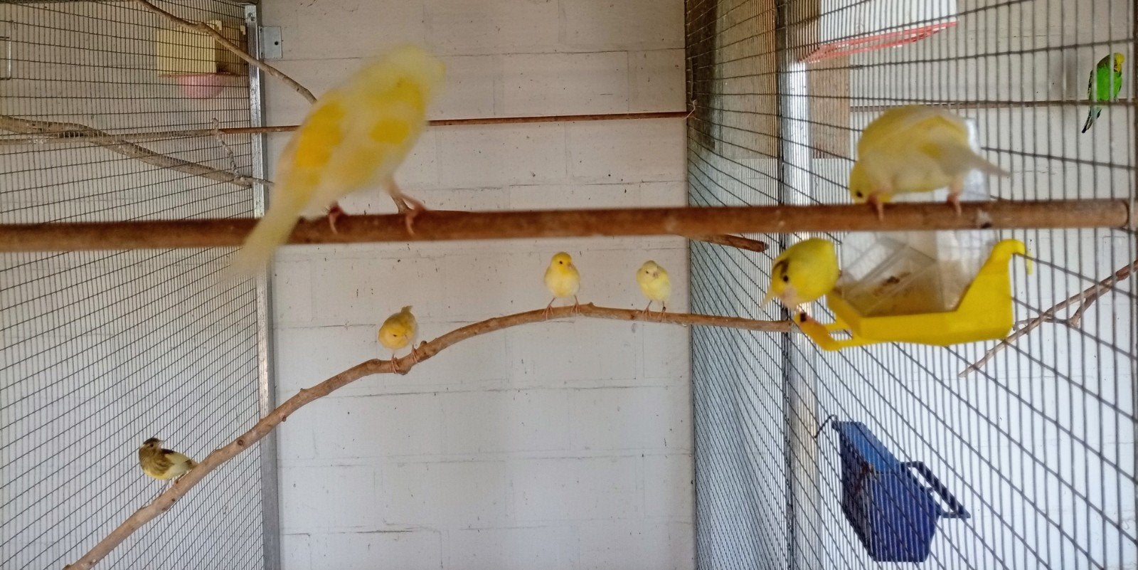 Jeunes Canaries, Plusieurs animaux, Canari chanteur