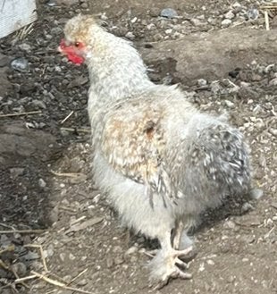 2 zijdehoender haantjes te koop, Plusieurs animaux, Poule ou poulet