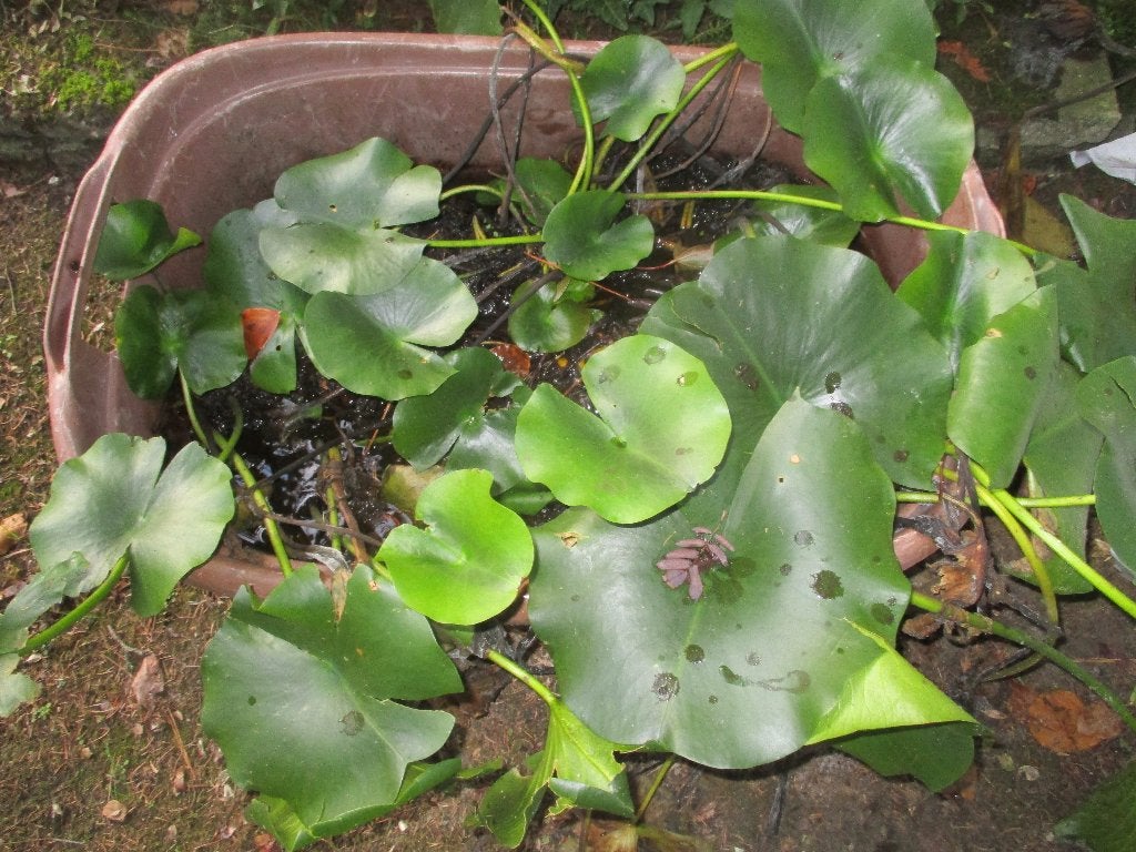 Waterlelie - wit, Tuin en Terras, Ophalen, Nieuw