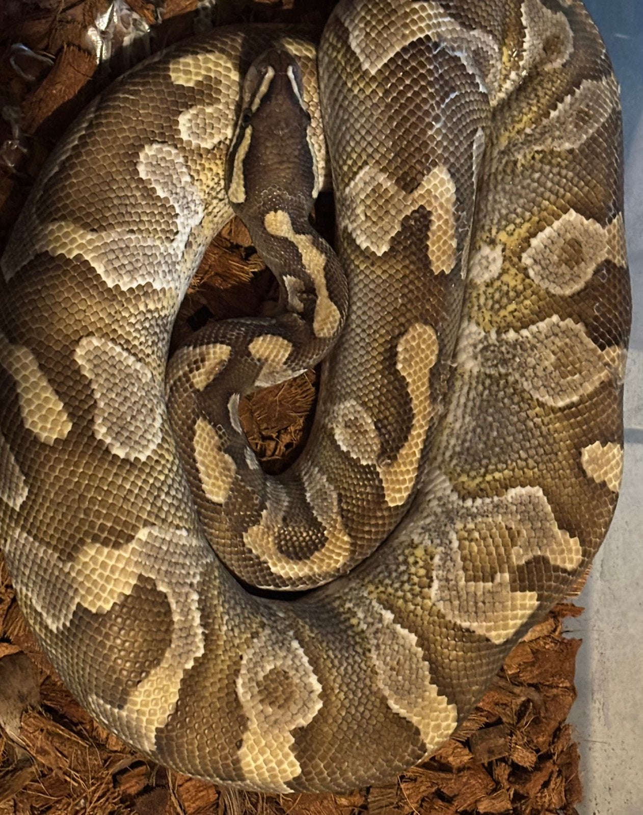 Ballpython 0.1, Dieren en Toebehoren, Reptielen en Amfibieën