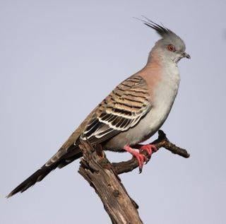 kuifduif, Dieren en Toebehoren