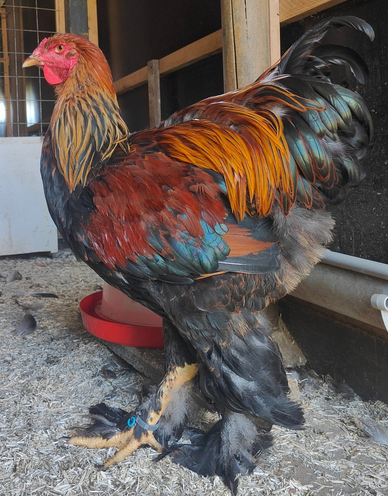 Brahma hanen meerzomig patrijs uit tentoonstellingsfok, Mâle, Poule ou poulet