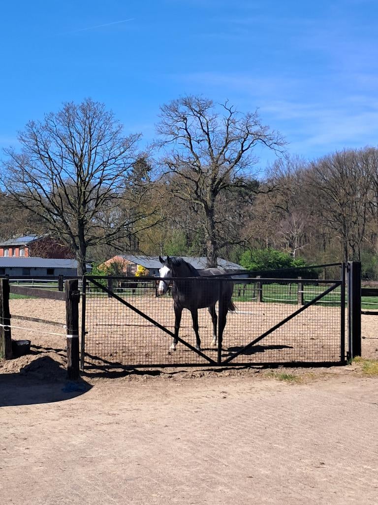 Stalling /weide, Pâturage, 1 cheval ou poney