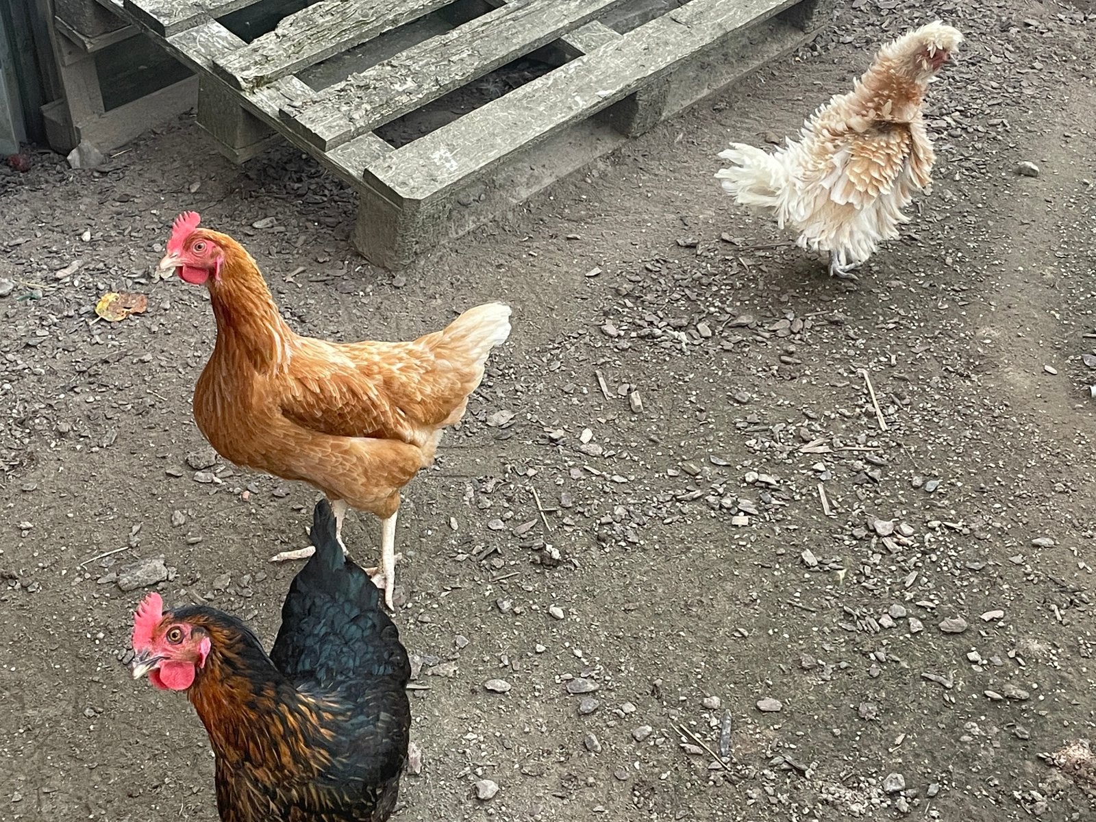 4 gezonde kippen gratis af te halen, Femelle, Poule ou poulet