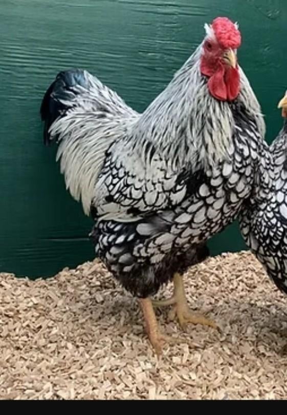 Wyona dot kriel hanen, Dieren en Toebehoren, Pluimvee
