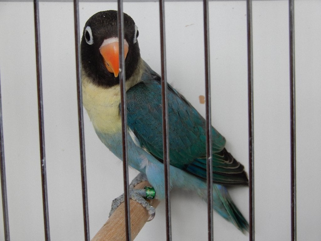 Jonge dwergpapegaaitjes (Agapornis Personata), Dieren en Toebehoren, Geringd