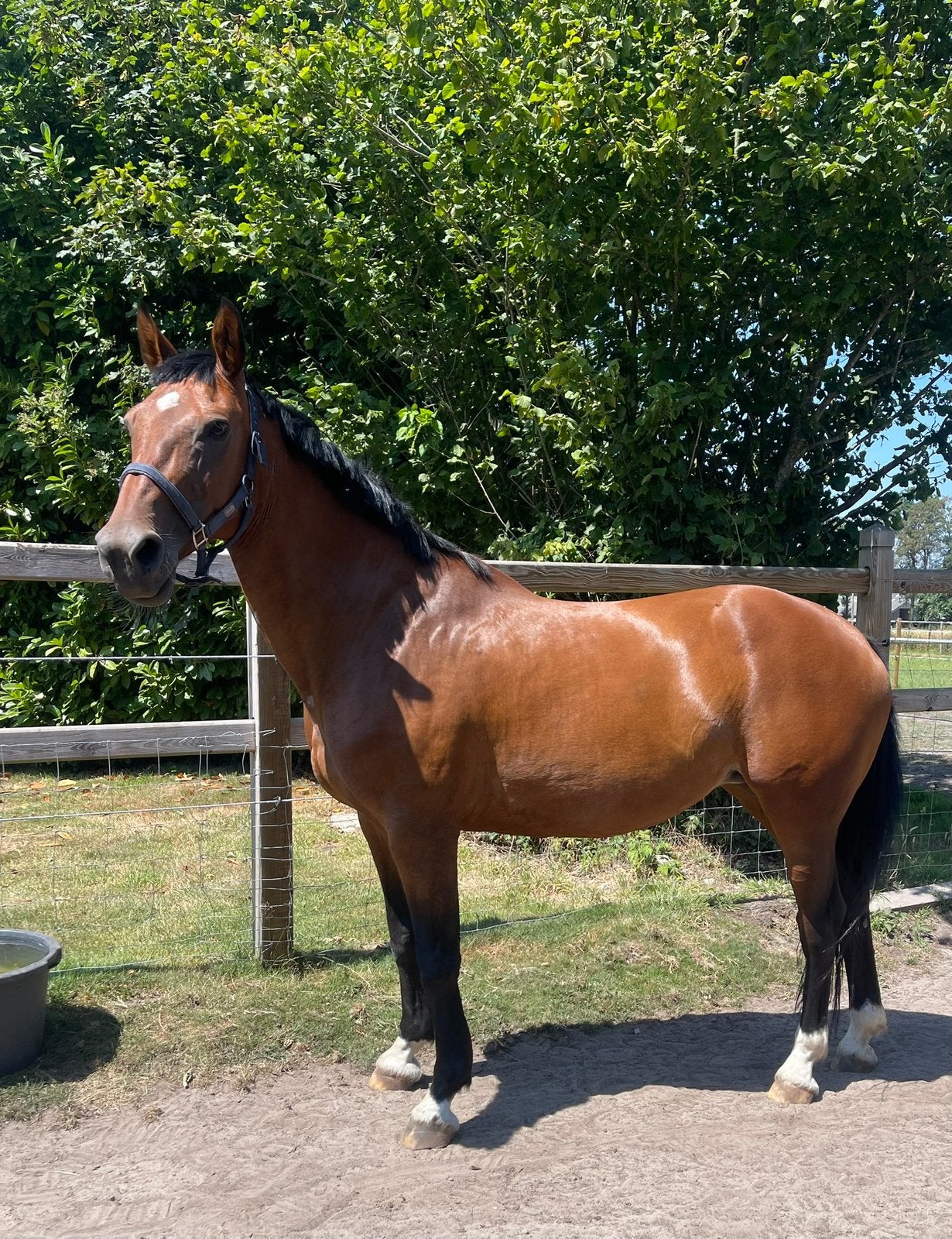 Chique merrie, Animaux & Accessoires, Chevaux, 11 ans ou plus, 165 à 170 cm, Avec pedigree, L