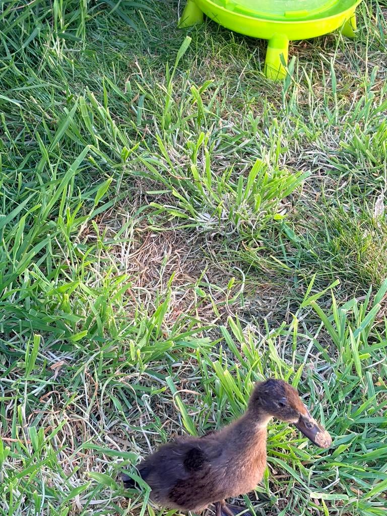 3 loop eenden, Sexe inconnu, Canard