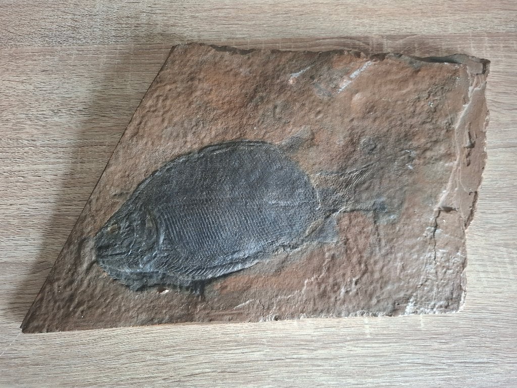 Unieke replica fossiel Dapedium (Jura vis), Verzamelen, Ophalen, Fossiel
