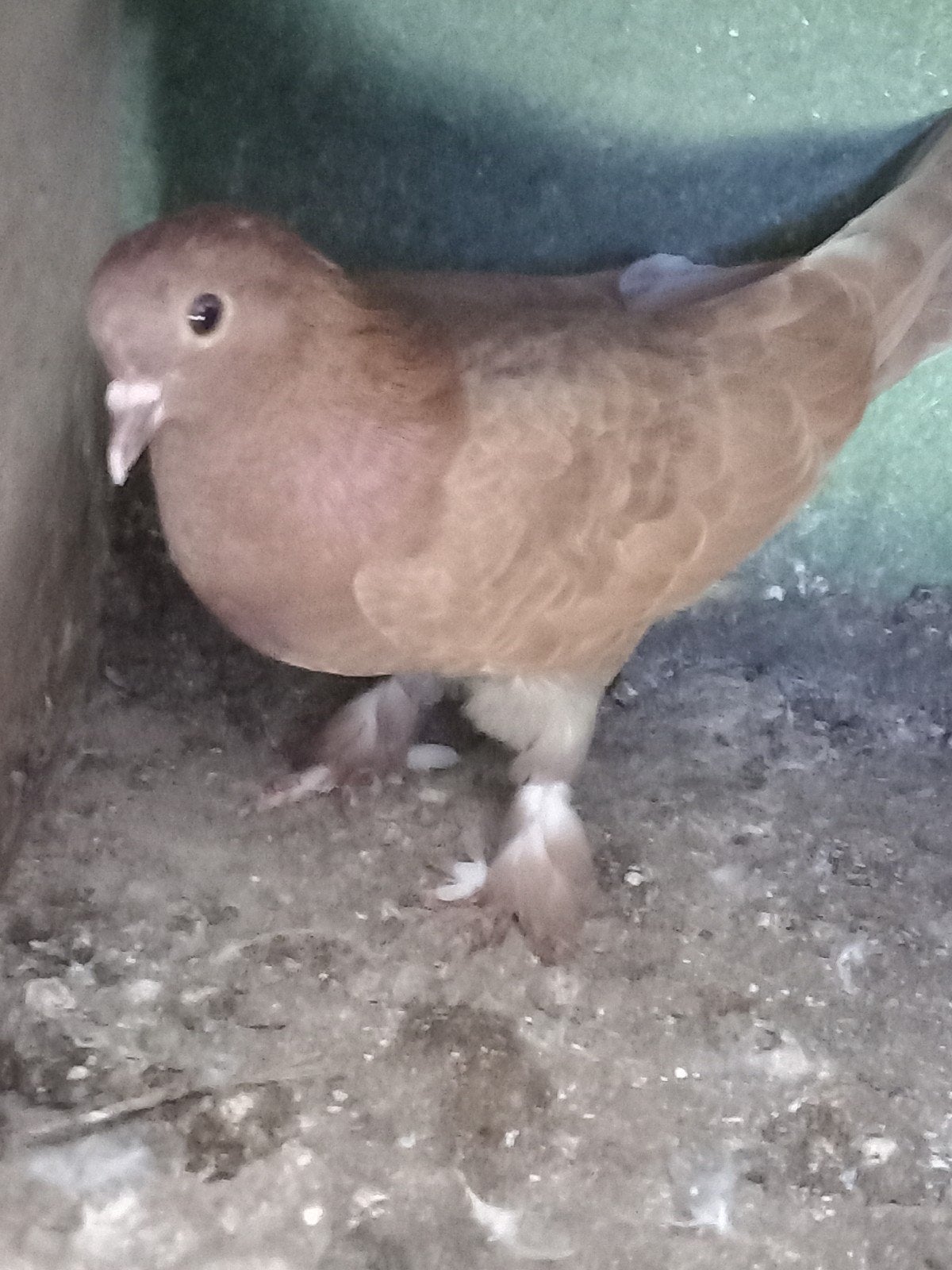 Takla mooi duiven 30 €stuk, Dieren en Toebehoren, Vogels | Duiven