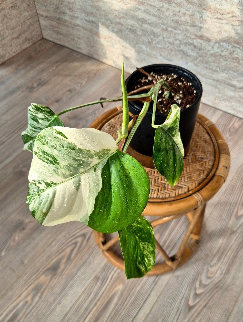 Monstera Variegata Marbled Albo, Enlèvement