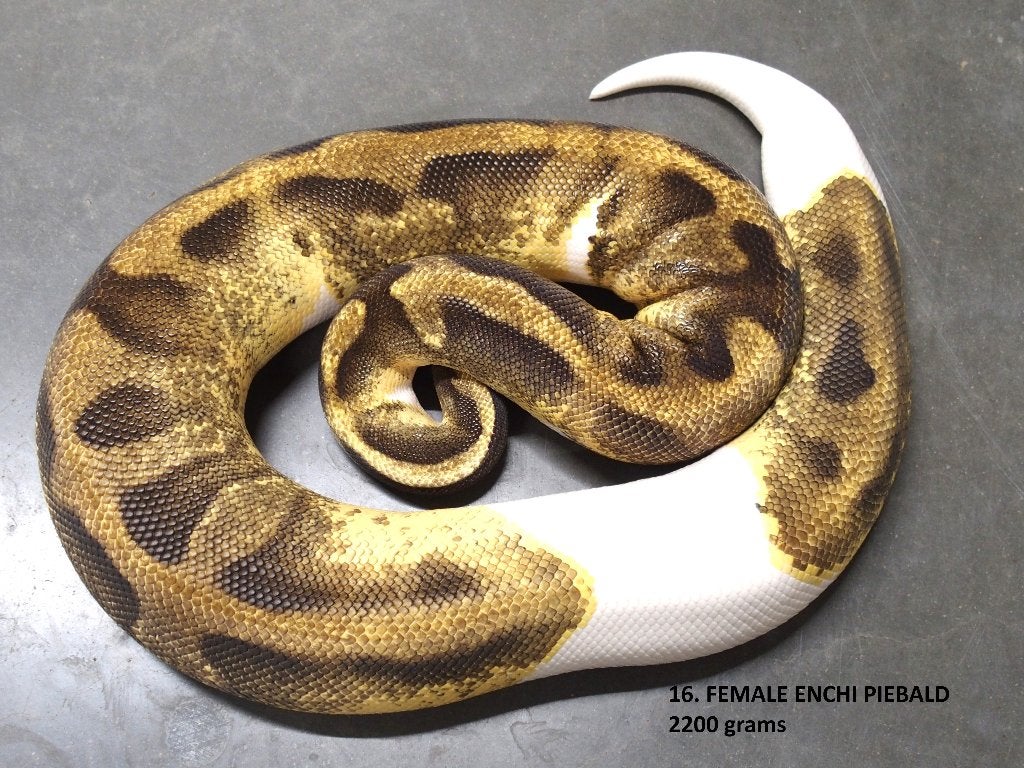 Koningspython halfwas en volwassen kweekdieren deel 1 Ball Python photo 16