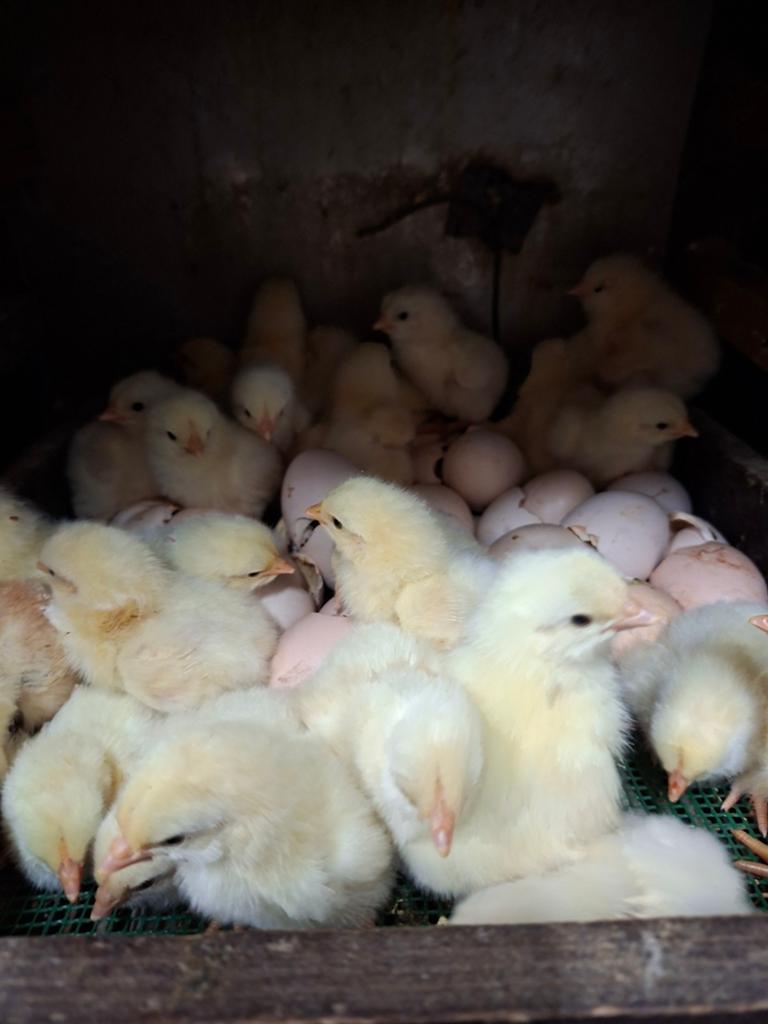 1dags kuikens poule de bresse, Animaux & Accessoires, Volatiles
