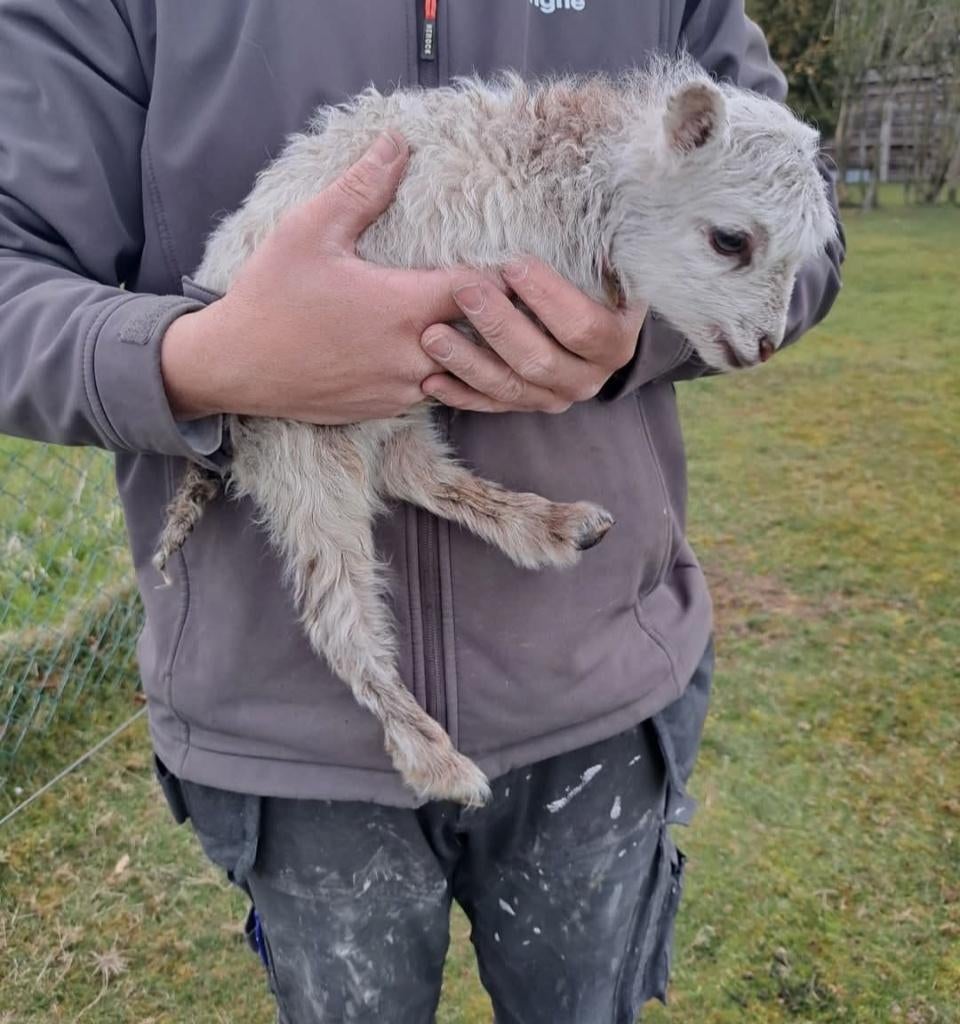 Ouessant ooi lammetje te ruil, Dieren en Toebehoren, Vrouwelijk, Schaap, 0 tot 2 jaar