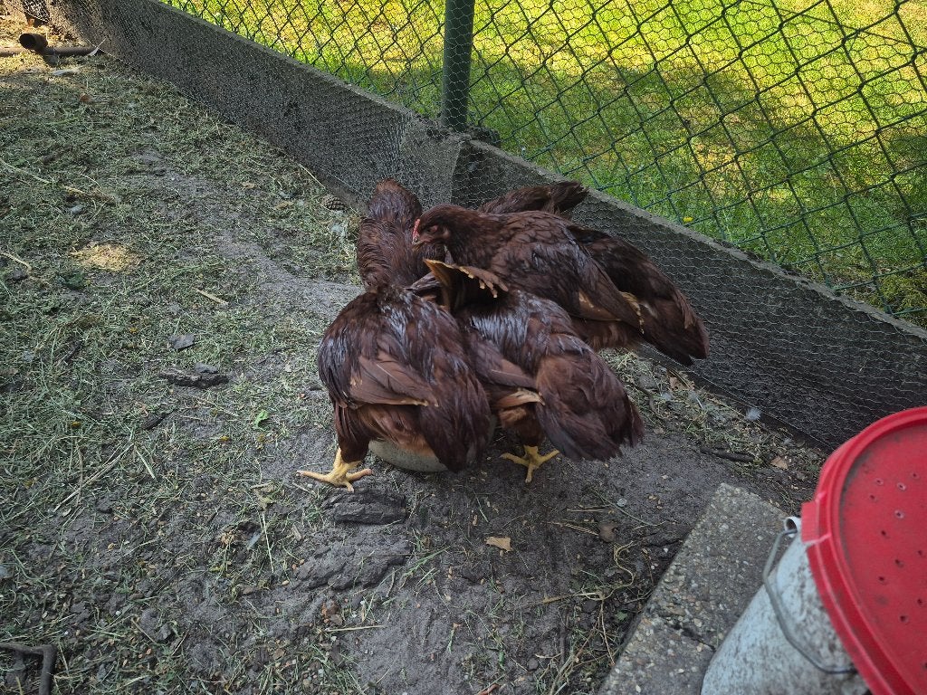 Rhode Island Red groothoenders – geslacht nog niet gekend, Sexe inconnu, Poule ou poulet