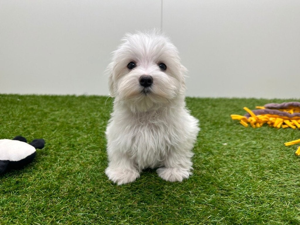 Chiots Bichon Maltais - petite taille, Animaux & Accessoires, Chiens | Chihuahuas & Chiens de compagnie, Maladie de Carré (chiens)